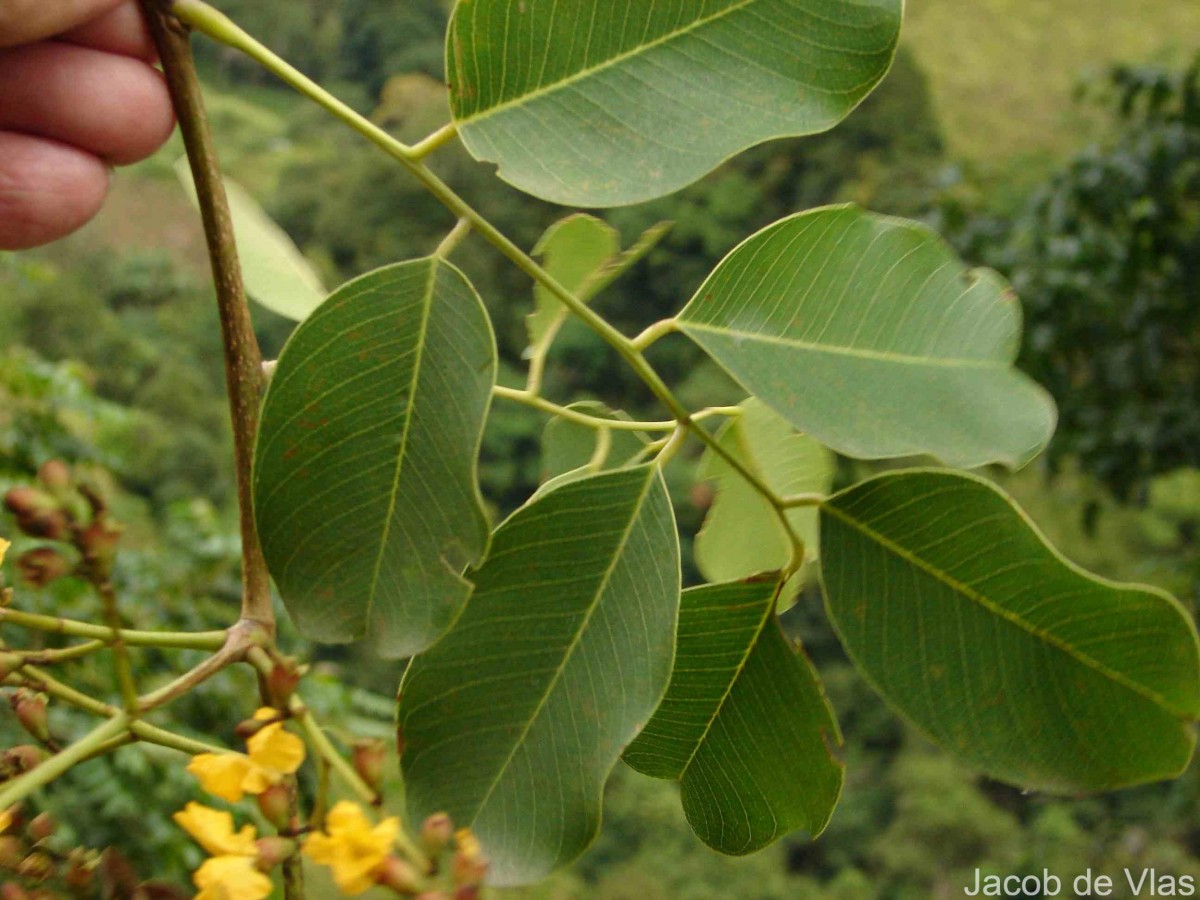 Pterocarpus marsupium Roxb.